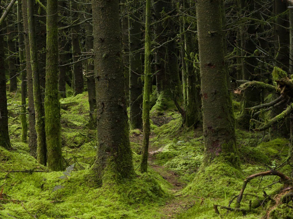 The Deer Path